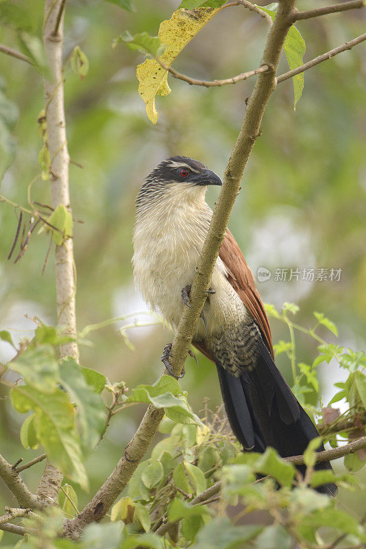 White-browed Coucal